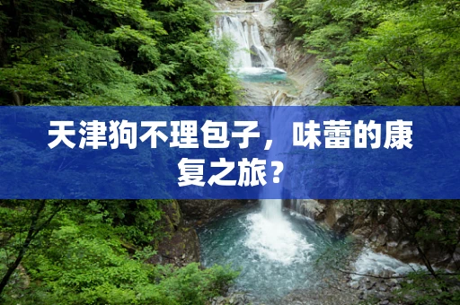 天津狗不理包子，味蕾的康复之旅？