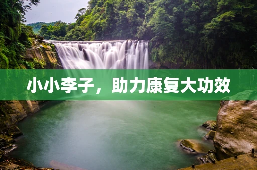 小小李子，助力康复大功效